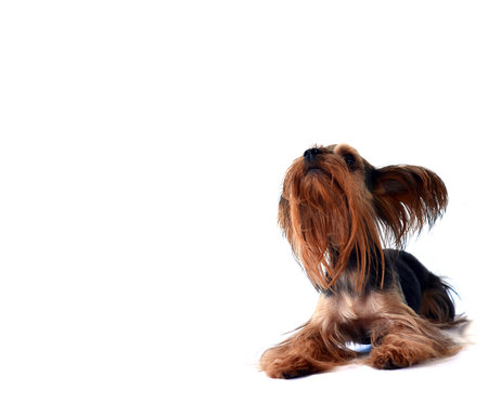 yorkshire terrier isolated on whiteの写真素材