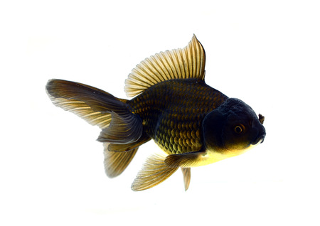 Gold fish. Isolation on the whiteの写真素材