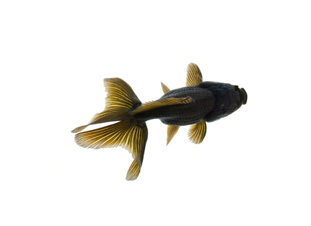 Gold fish. Isolation on the whiteの写真素材
