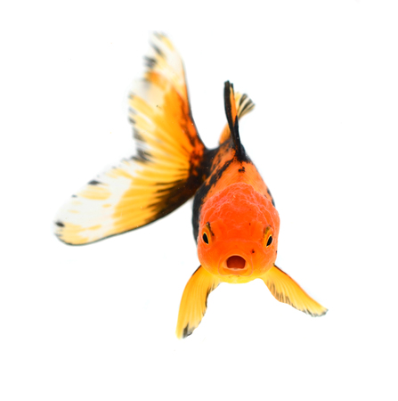 Gold fish. Isolation on the whiteの写真素材