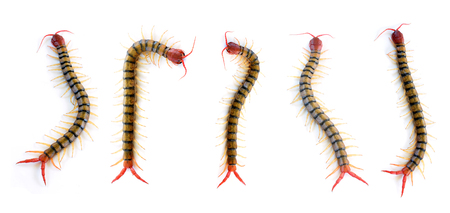 Centipedeの写真素材