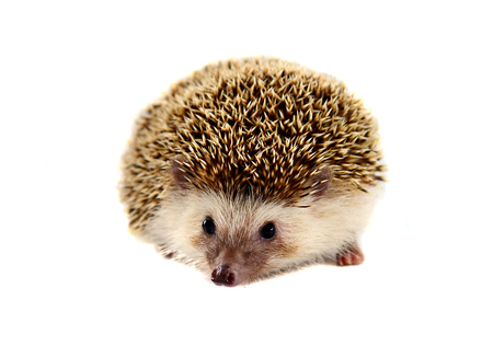 Hedgehog isolate on white backgroundの写真素材