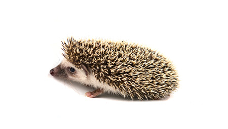 Hedgehog isolate on white backgroundの写真素材