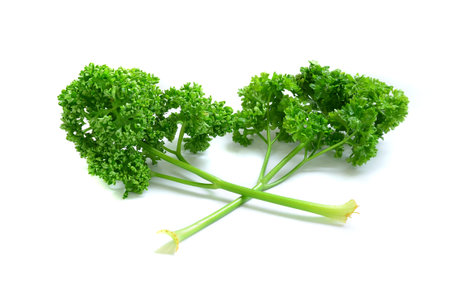Bunch of fresh green curly parsley. Isolated on white backgroundの写真素材