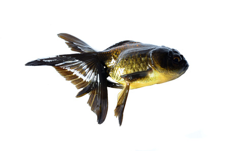 Gold fish died.. Isolation on the whiteの写真素材