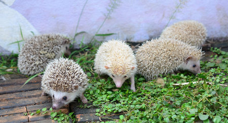 Hedgehogの写真素材