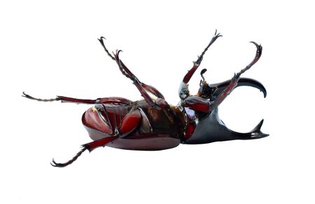 Beetle wing is also known as hard or that Xylotrupes gideonの写真素材