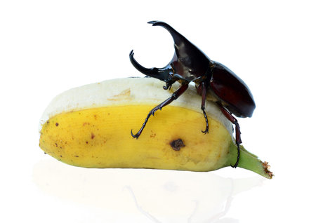 Beetle wing is also known as hard or that Xylotrupes gideon