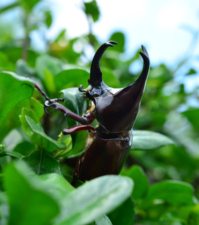 Beetle wing is also known as hard or that Xylotrupes gideon