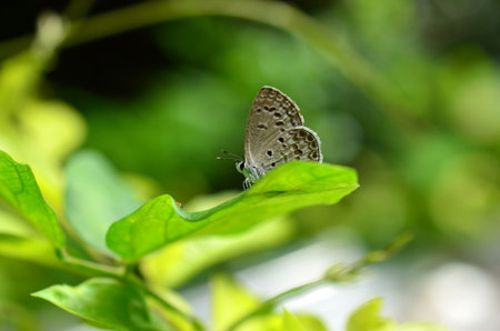 Butterfly on grass.