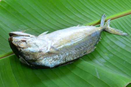 Fresh mackerelの写真素材