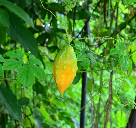 bitter melon の写真素材