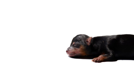 yorkshire terrier puppyの写真素材