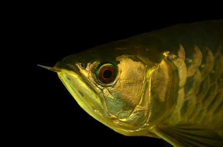 Asian Arowana fish on black background の写真素材