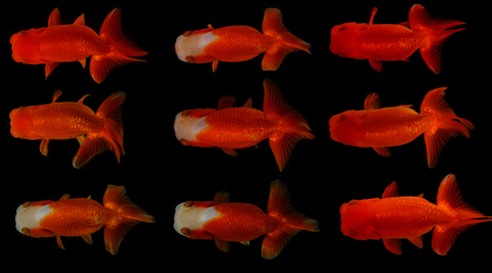 Top view Lion head goldfish on black backgroundの写真素材