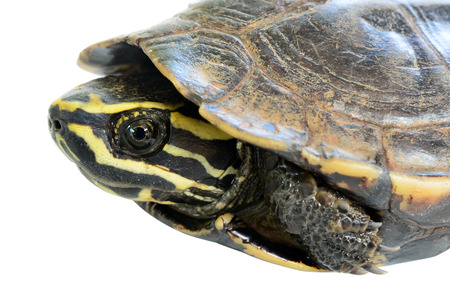 turtle on white backgroundの写真素材