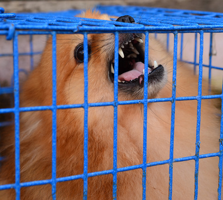 Pomeraniandog Fierceの写真素材