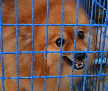 Pomeraniandog Fierceの写真素材