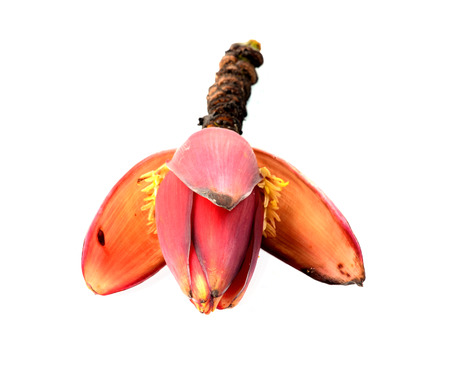 Banana blossomの写真素材