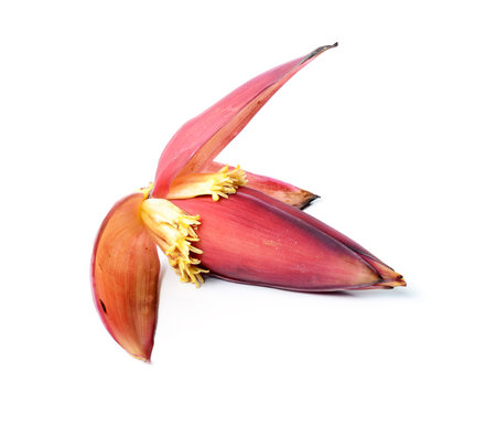 Banana blossomの写真素材