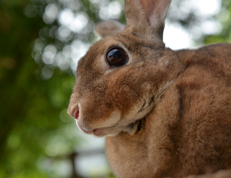 rabbit in the natureの写真素材