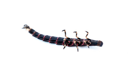 Firefly female larva species nyctophila reichii common lightning bugs or glow-worm in high...