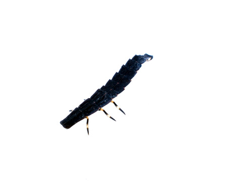 Firefly female larva species nyctophila reichii common lightning bugs or glow-worm in high definition の写真素材