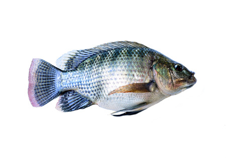 Fresh fish isolated on a white の写真素材