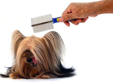 care for dog hair. isolated on white background の写真素材