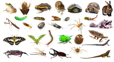 collection of animalの写真素材