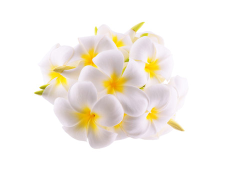 Tropical flowers frangipani (plumeria) isolated on whiteの写真素材