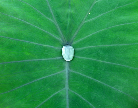 Drops of water in a lotus leaf.の写真素材