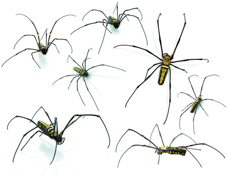 Macro shot of a brown recluse spider on whiteの写真素材