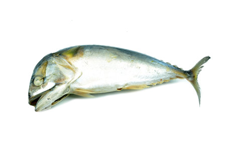 Fried mackerel on white backgroundの写真素材