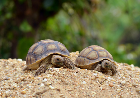 african spurred sulcataの写真素材