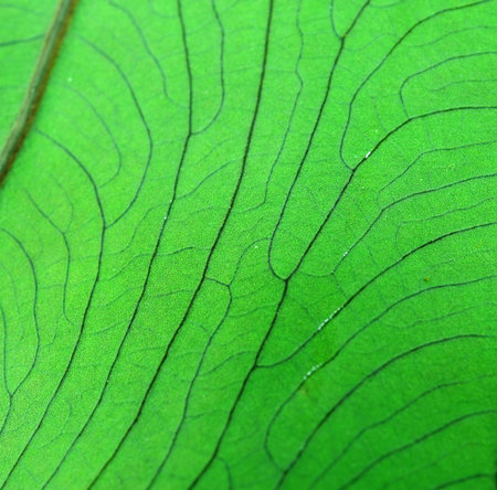 Green leaf macro