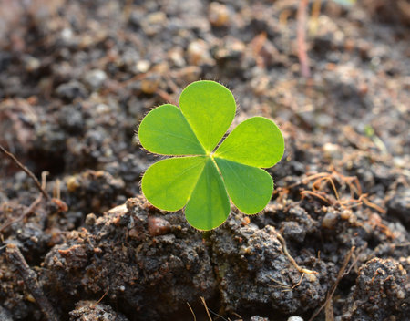 seedlings