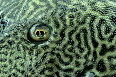 Fish scales background