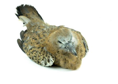  Spotted dove a sick  white background