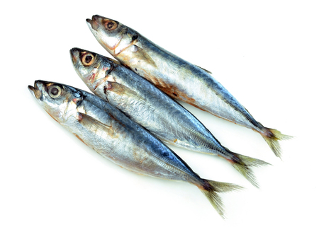 fresh sardine on white backgroundの写真素材