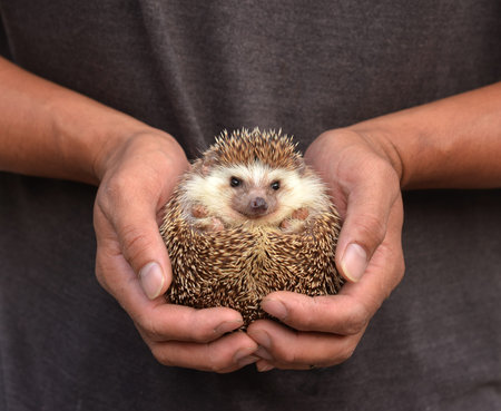 Hedgehogの写真素材