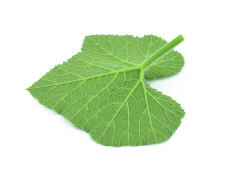 A Squash leaves in pumpkinの写真素材