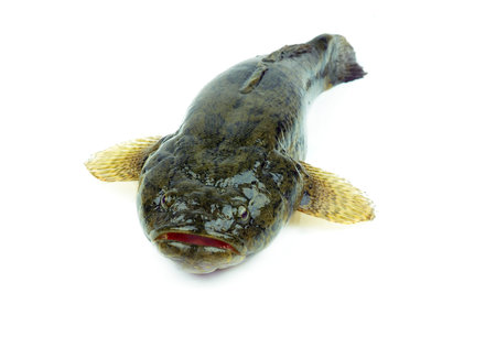 Fish Sleepy goby on white backgroundの写真素材