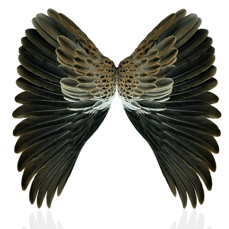 Pinion on the sprawling whiteの写真素材