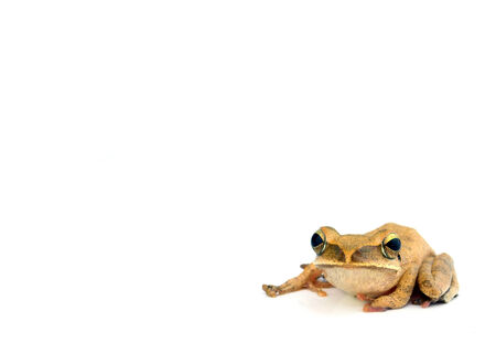 Brown frogの写真素材