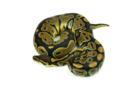Royal Python, or Ball Python in studio against a white background.