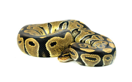 Royal Python, or Ball Python in studio against a white background.