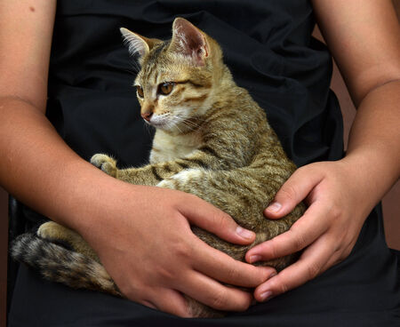 Child holding a kittenの写真素材