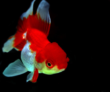 goldfish isolated on black backgroundの写真素材