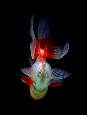 goldfish isolated on black backgroundの写真素材